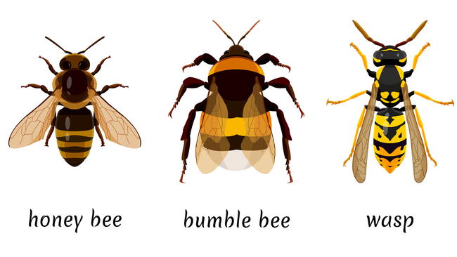 compare bees